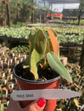 Gigas Philodendron